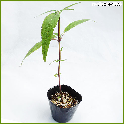 ハーブ（香草）苗なら【花育通販】 アメジストセージの苗を販売