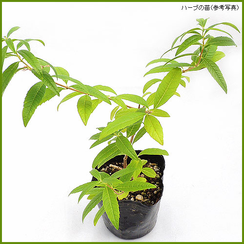 ハーブ（香草）の苗を販売