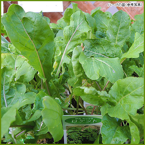 ハーブ（香草）苗の育て方