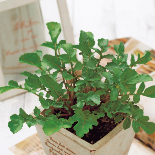 ハーブ野菜（香草）ロケット（ルッコラ）の苗を販売