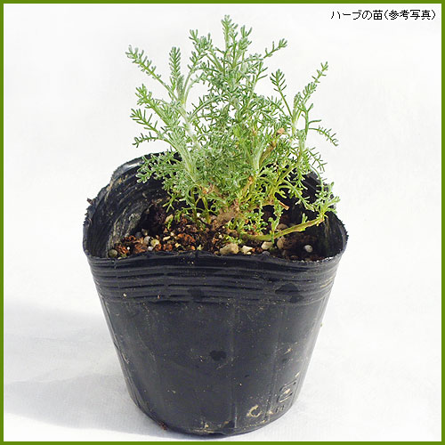 ハーブ（香草）苗なら【花育通販】 サントリナの苗を販売