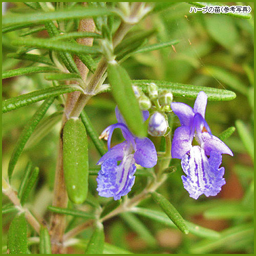 ローズマリー マリンブルー ハーブの苗 3.5号/お買い得2個セット