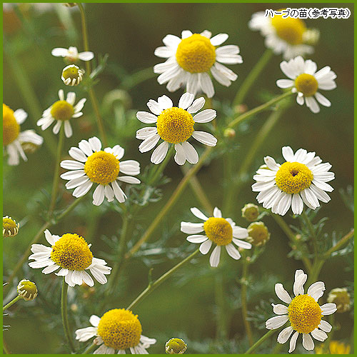 ハーブ（香草）苗なら【花育通販】 カモミール（ジャーマン）の苗を販売