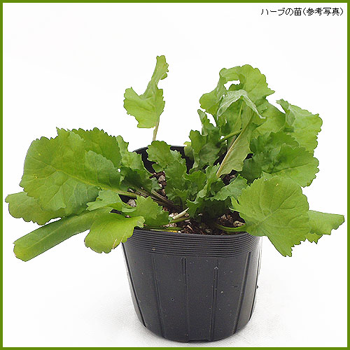 ハーブ（香草）の苗を販売