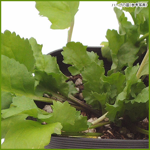 ハーブ（香草）苗の販売店