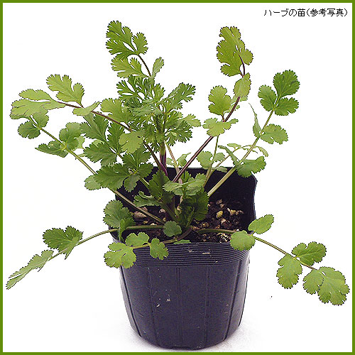 ハーブ（香草）の苗を販売