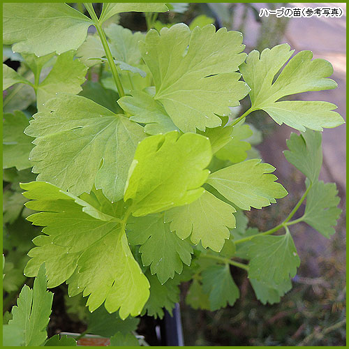ハーブ（香草）苗の販売店