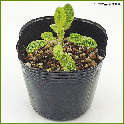 ハーブ（香草）の苗を販売