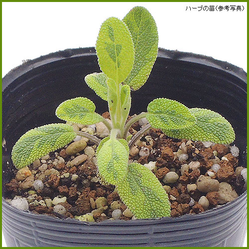 ハーブ（香草）の苗を販売