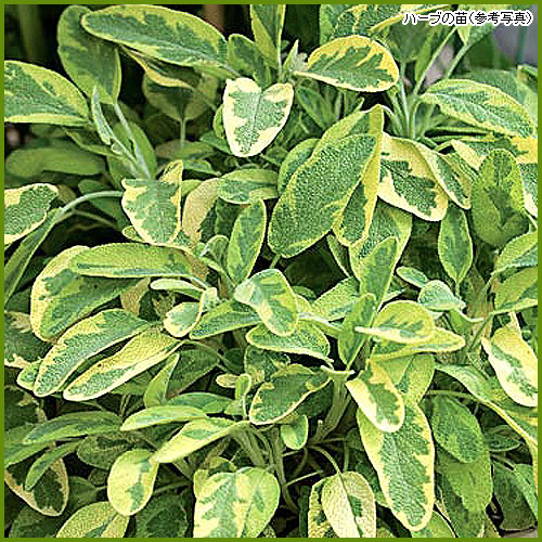 ハーブ（香草）苗の販売店