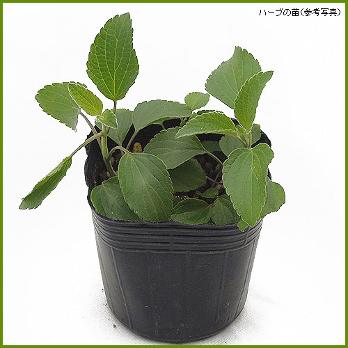 ハーブ（香草）の苗を販売