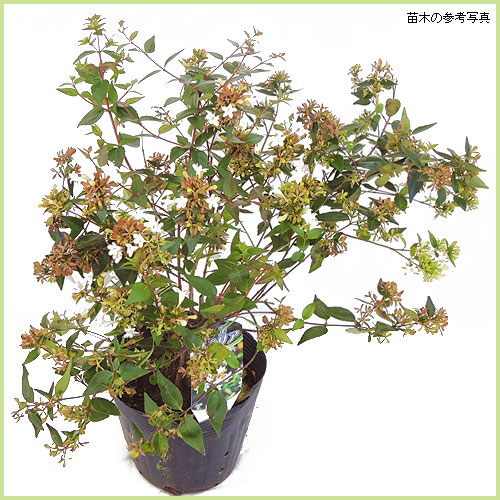アベリアの苗木を販売