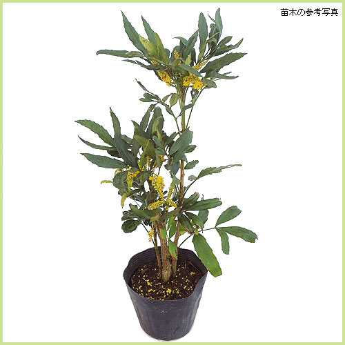 南天（なんてん）の苗木を販売