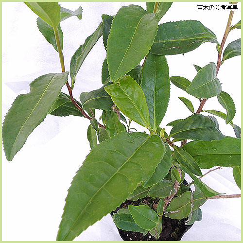 ヤブキタ茶（緑茶）の苗木を販売