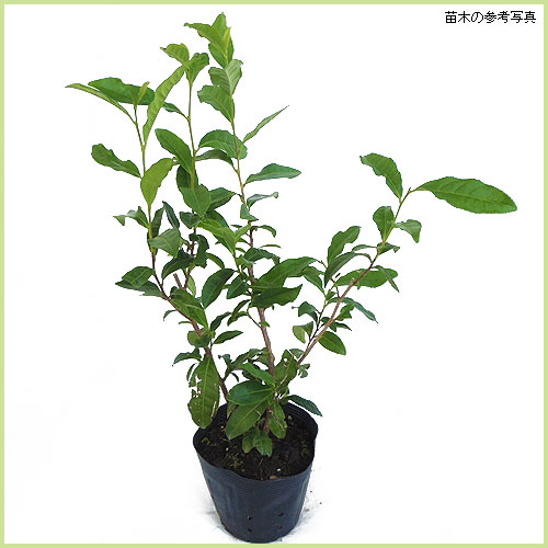 ヤブキタ茶（緑茶）の苗木を販売