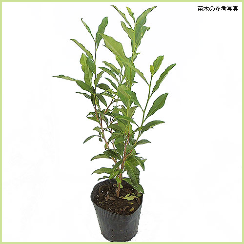 サヤマカオリ茶（緑茶）の苗木を販売