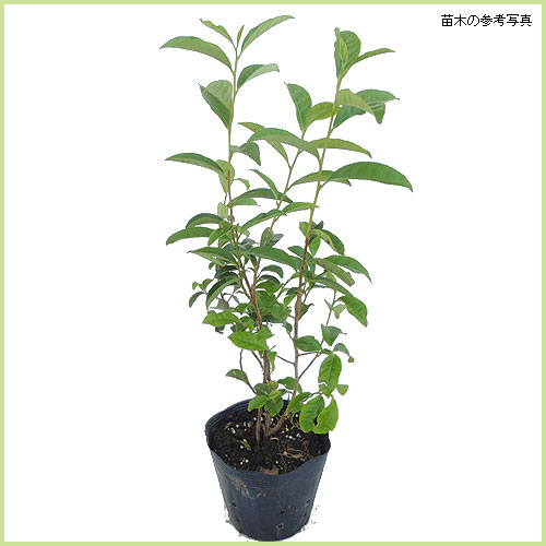 オクミドリ茶（緑茶・お茶の木）の苗木を販売