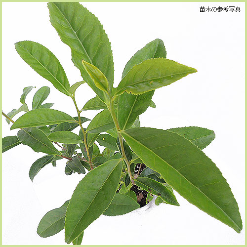 オクミドリ茶（緑茶・お茶の木）の苗木を販売