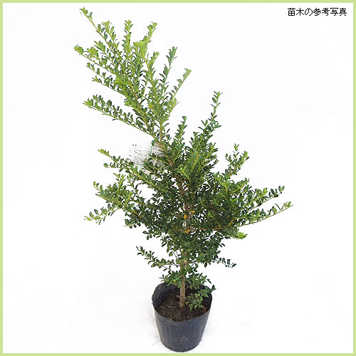 ツゲ（金芽つげ・キンメツゲ・柘植）の庭木です。引取り限定（掘起こし