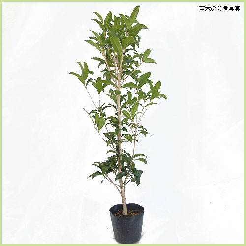 花木・庭木の販売店【花育通販】四季咲き金木犀(キンモクセイ 花木・庭木の販売店【花育通販】四季咲き金木犀(キンモクセイ