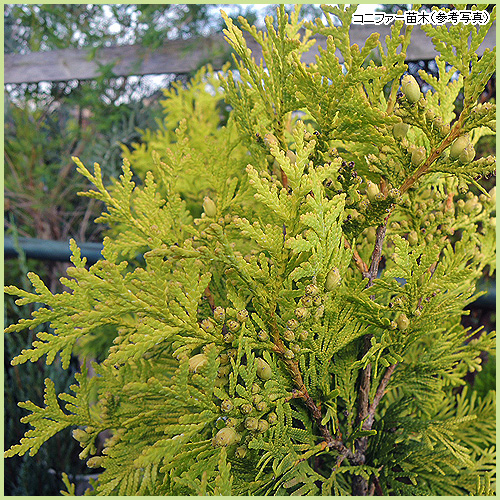 花木・庭木の販売店【花育通販】 コニファー苗木 ヨーロッパゴールド