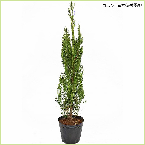 花木・庭木の販売店【花育通販】 コニファー苗木 エレガンテシマ（5号