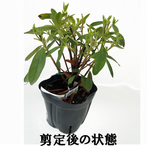 花木 庭木の販売店 花育通販 平戸ツツジ苗木 紫花を販売