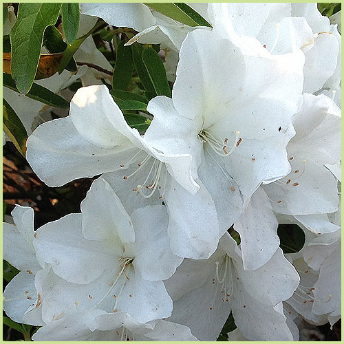 ツツジ科　落葉低木　苗木　苗　2本立ちバイカツツジ　大変珍しい花木です。　白い花 ツツジ科 落葉低木 苗木 苗 2本立ちバイカツツジ 大変珍しい花木です