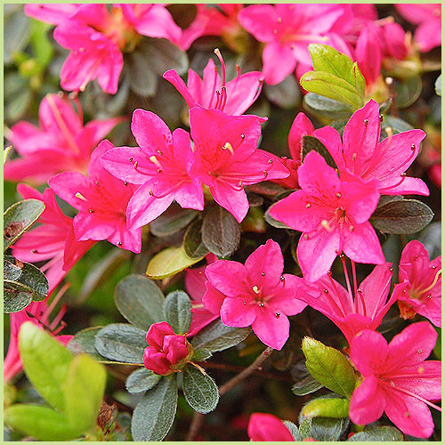 花木・庭木の販売店【花育通販】 久留米ツツジ苗木 花遊びを販売