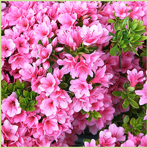 花木・庭木の販売店【花育通販】 久留米ツツジ苗木 麒麟（キリン）を販売