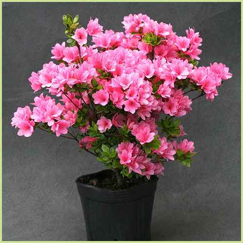 花木・庭木の販売店【花育通販】 久留米ツツジ苗木 麒麟（キリン