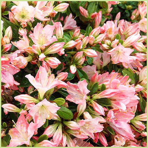 花木・庭木の販売店【花育通販】 久留米ツツジ苗木 雲の上を販売