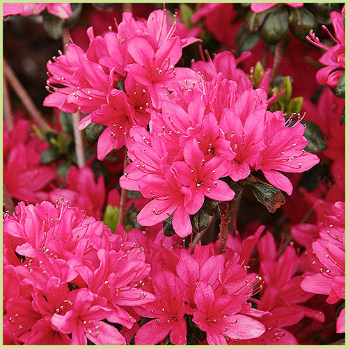ツツジ・皐月（サツキ）等、家庭園芸用の花木・庭木の販売店