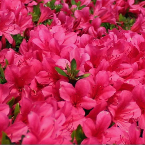 皐月（サツキ）苗木伊勢路紅を販売【花育通販】ツツジの販売店