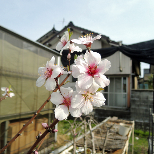 果樹園「花育通販」アーモンドの苗木を販売