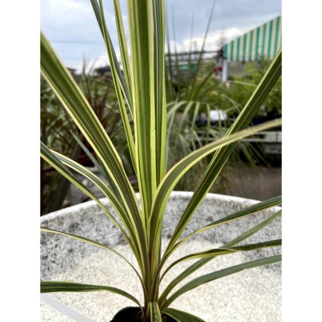 コルジリネ オーストラリス トーベイダズラーを販売【花育通販】