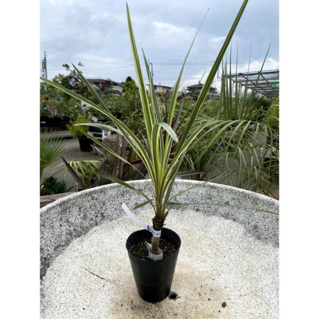 コルジリネ オーストラリス トーベイダズラーを販売【花育通販】