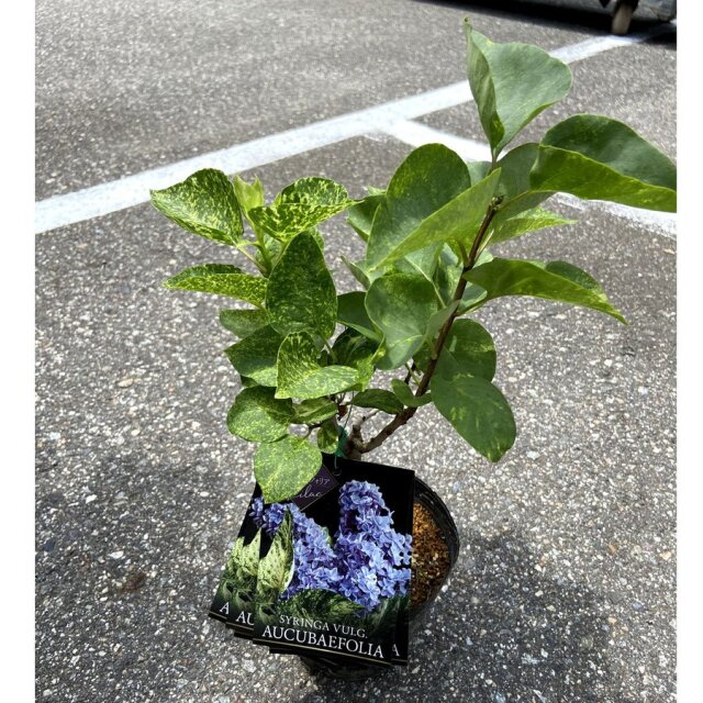 ライラック「アウクバエフォリア（斑入り）」の苗木