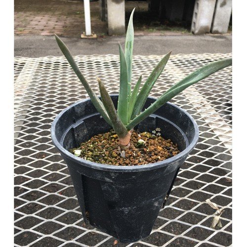 花育通販】アロエ ヘラクレスの苗を販売