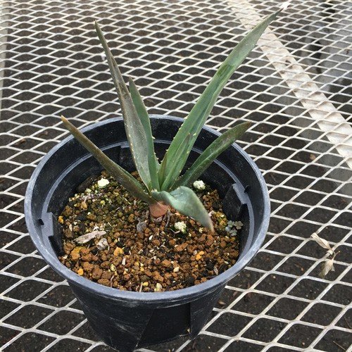 花育通販】アロエ ヘラクレスの苗を販売