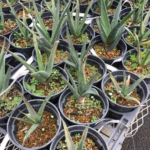 花育通販】アロエ ヘラクレスの苗を販売