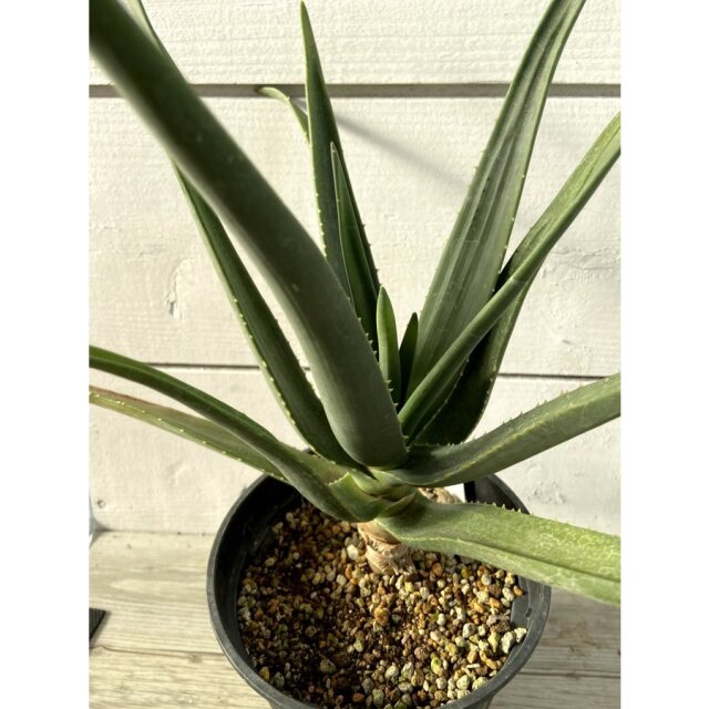 花育通販】アロエ ヘラクレスの苗を販売