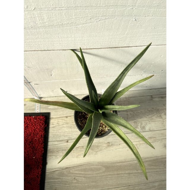 花育通販】アロエ ヘラクレスの苗を販売