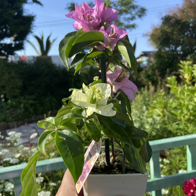 季節の花鉢の販売店【花育通販】ブーゲンビレア …