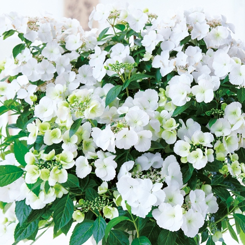 ハイドランジア(アジサイ)　　ラグランジア ブライダルシャワー