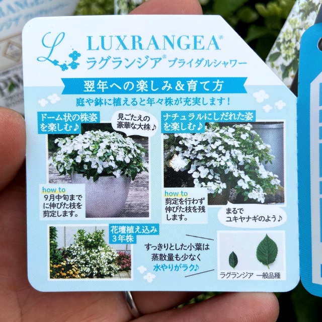 あじさい　ラグランジア ハイドランジア(アジサイ) ラグランジア ブライダルシャワーの苗を販売
