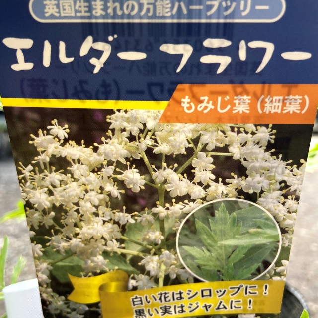 サンブカス（西洋ニワトコ/エルダーフラワー）・細葉（もみじ葉／緑葉）の苗木