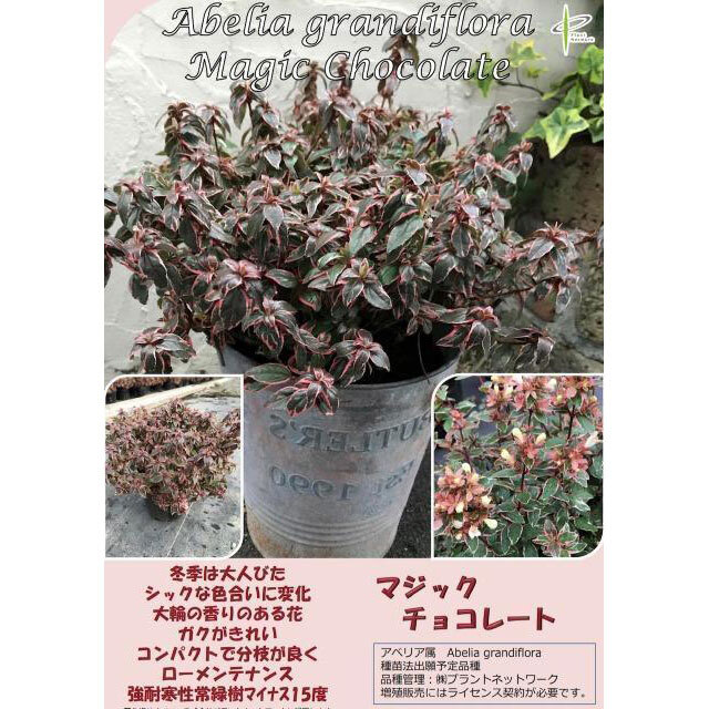 アベリア　マジックチョコレート