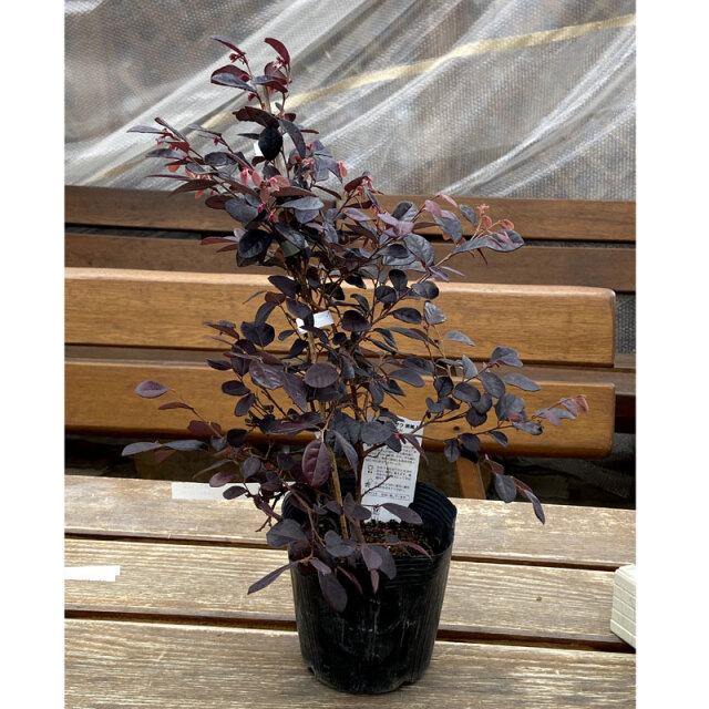 紅花常磐万作（ベニバナトキワマンサク） 黒美人（クロビジン）の苗木