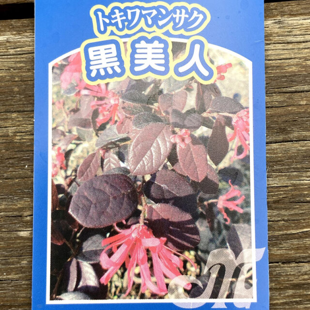 紅花常磐万作（ベニバナトキワマンサク）　黒美人（クロビジン）の苗木